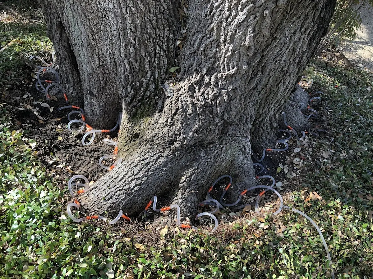 Detailed Tree Cabling and Bracing job site in Grand Lake