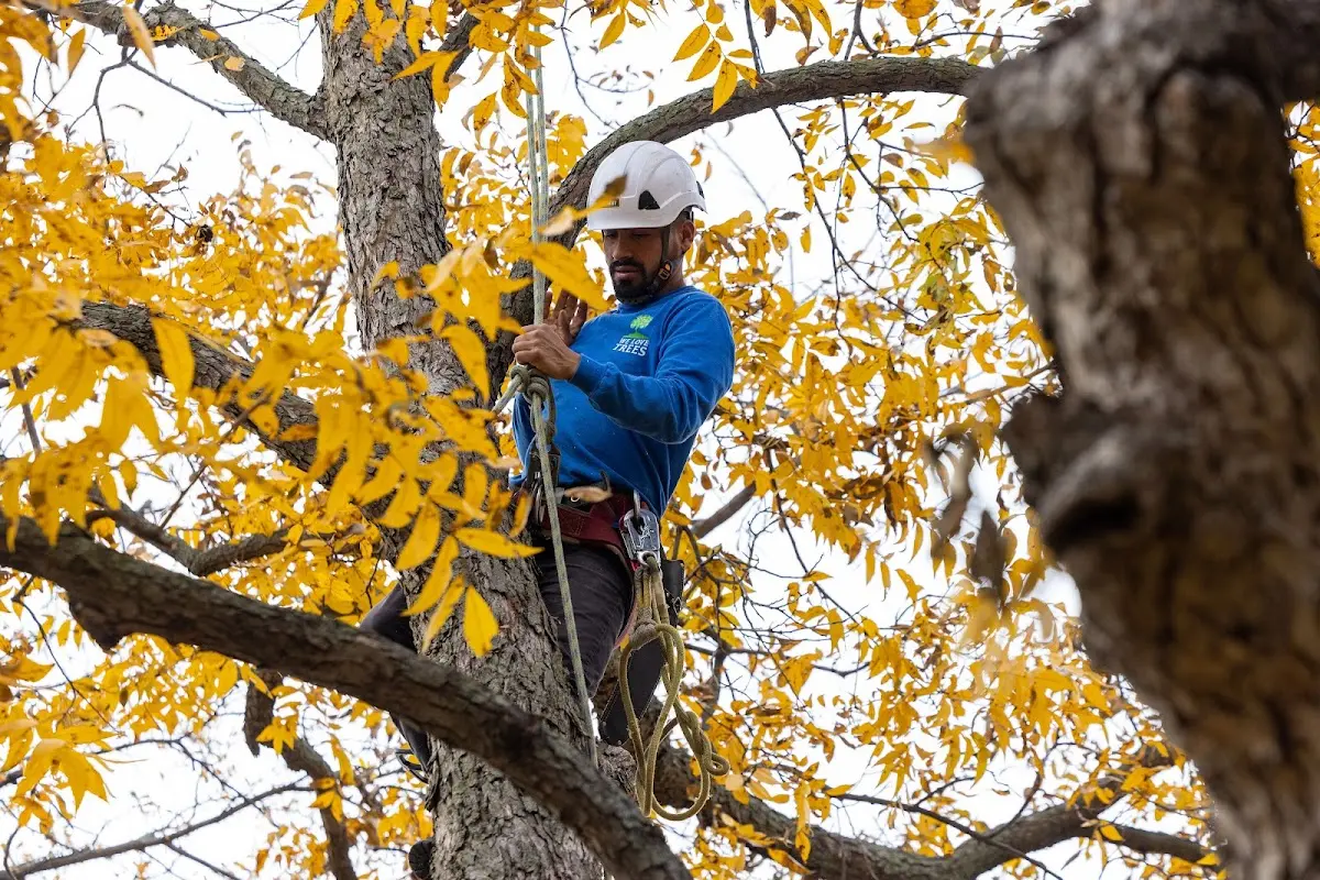 Skilled Tree Pruning crew working in Grand Lake