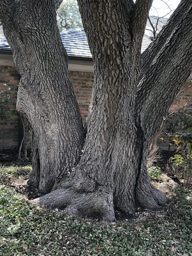 Mature heritage tree close to a Grand Lake property cared for by certified arborists